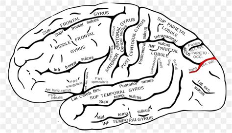 Superior Temporal Gyrus Superior Temporal Sulcus Middle Temporal Gyrus Lobes Of The Brain, PNG ...