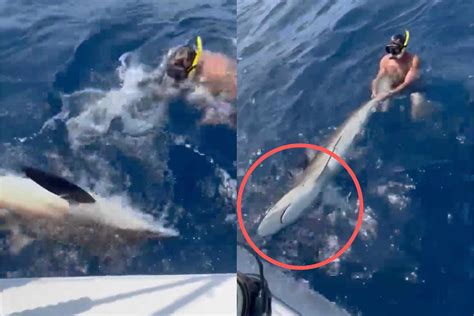 NFL Super Agent Wrestles 9 Foot Shark In Open Waters Avoids Tragedy