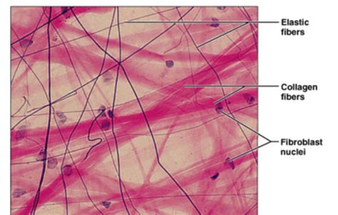 Loose Connective Tissue Labeled Matrix