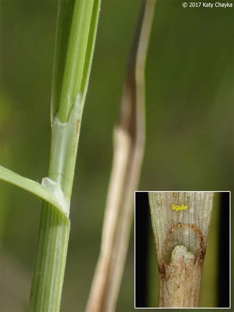 Carex Crawei Crawe S Sedge Minnesota Wildflowers