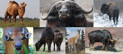 Ungulate Profiles — AZA Ungulates