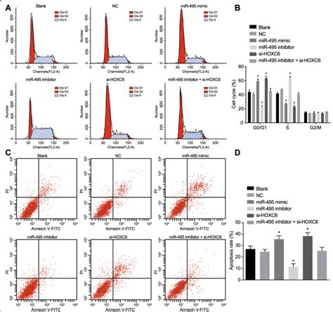 Upregulation Of Mir 495 Or Hoxc6 Silencing Contributes To More Cells