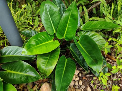 Blushing Philodendron Growing Guide Philodendron Erubescens