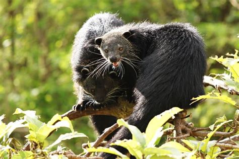 16 Barmy Binturong Facts - Fact Animal