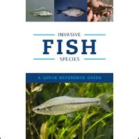 Invasive Fish Species: A Quick Reference Guide – Ontario Chapter of the ...