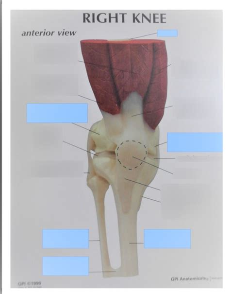 Right Knee Anterior View Diagram Quizlet