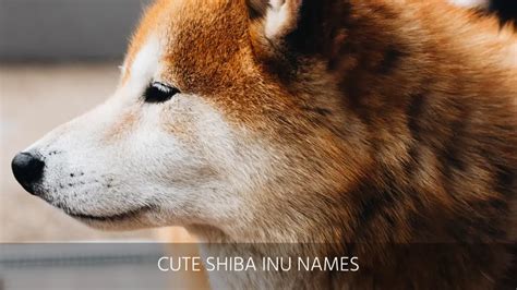 Ultimate List Of The Top 300+ Shiba Inu Dog Names - Good, Cute And ...