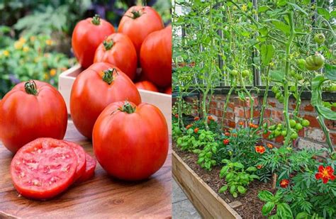 17 Ideal Plants To Grow With Harvest Enhancing Tomatoes Global