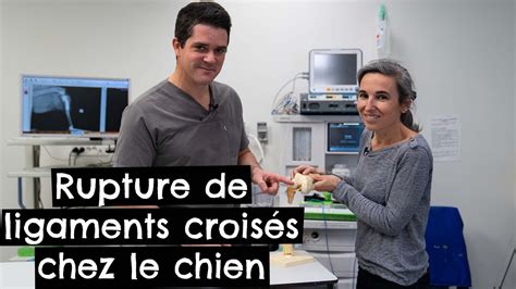 Rupture De Ligaments Crois S Chez Le Chien Youtube