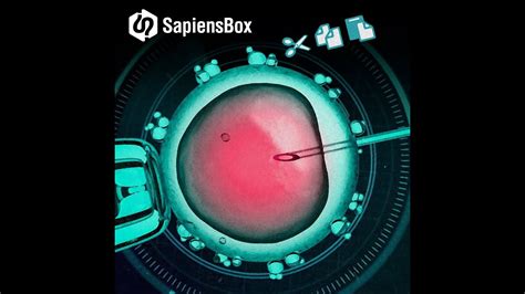 Bebés de diseño SapiensBox YouTube