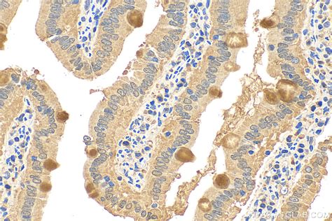 MUC2 Antibody 27675 1 AP Proteintech