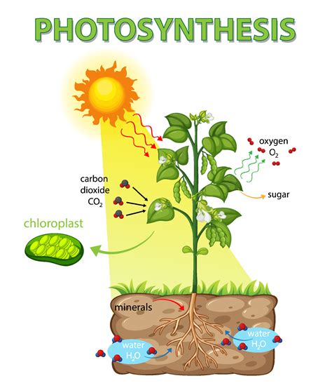 Diagram showing process of photosynthesis in plant 3583632 Vector Art ...