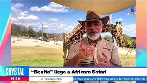 Benito Lleg A Africam Safari Qu Sigue Para La Jirafa V Deo