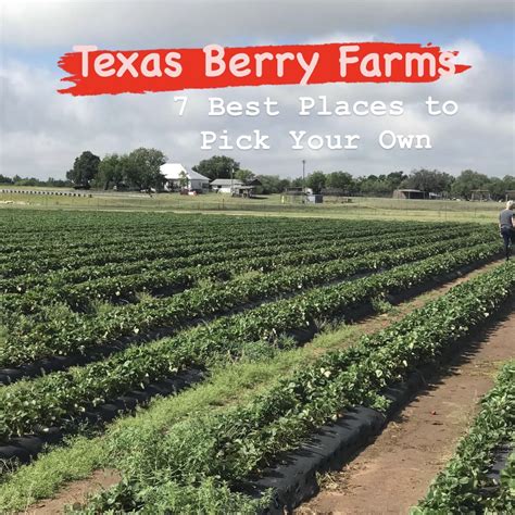 Texas Berry Farms - 7 Best Places to Pick Your Own