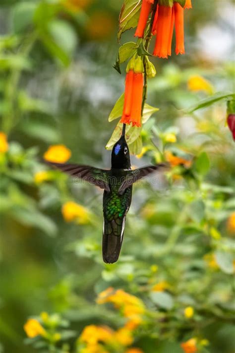 Violetear Espumante Verde E Azul Beija Flor Voando Ao Lado De Uma Bela