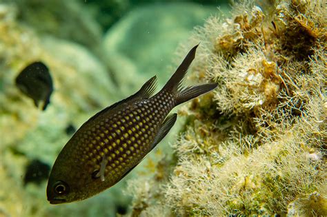 XS Chromis Chromis | www.easydive24.de/rfa_riffbarsche_moenc… | Paolo ...