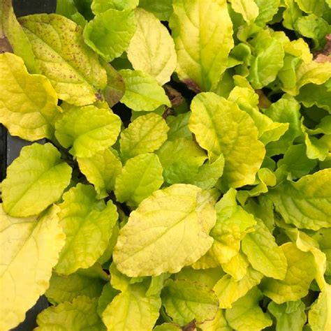 Ajuga Reptans Gold Chang