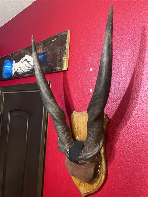 Eland Skull Plate