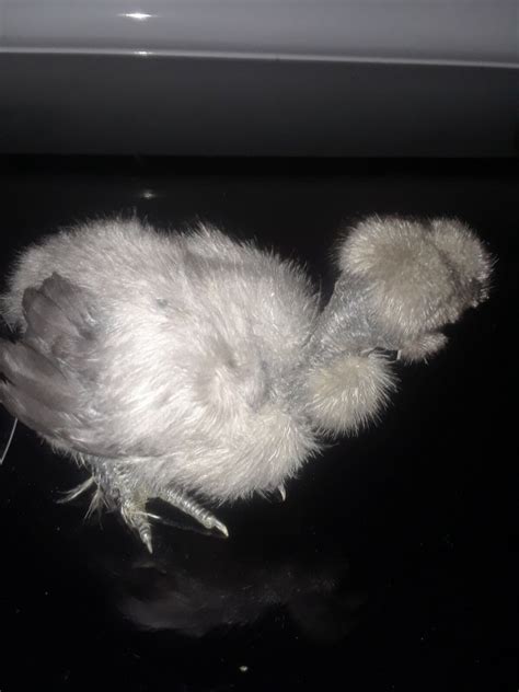 6 Showgirl Naked Neck X Silkie Chicken Fertile Hatching Eggs EBay