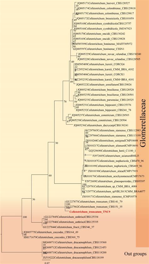 Colletotrichum Truncatum Facesoffungi Number Fof Faces Of Fungi