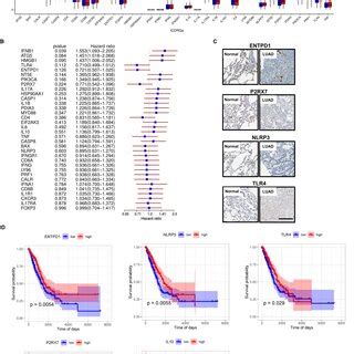 Immune Landscape Of ICD High And ICD Low Subtypes A The Distribution