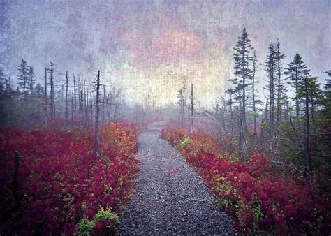 A Mysterious Autumn Walk Photograph by Tara Turner | Pixels