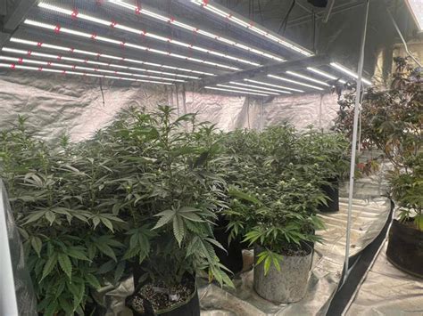 Buying a 1000w LED Grow Light: All You Need to Know | Cultiuana