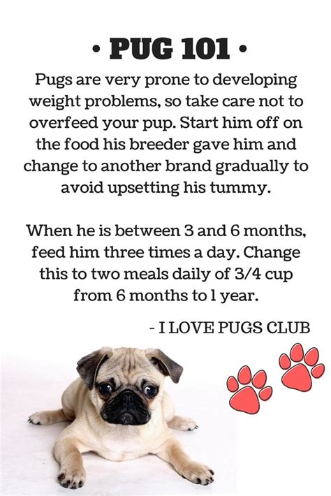 Pin on PUG Caring Tips! | Food change, Pugs, Weight problems