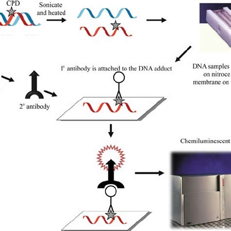 Schematic Of The Immunochromatographic Strip Device Download