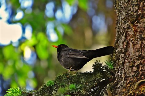 Burung Hitam Hewan Foto Gratis Di Pixabay Pixabay