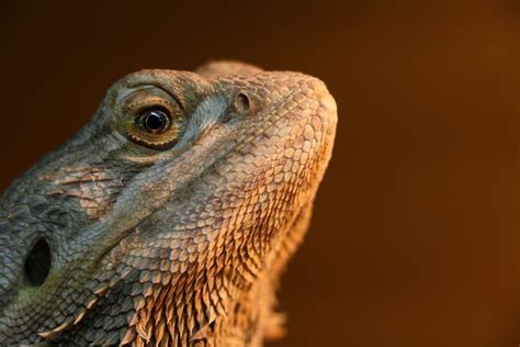 Bearded Dragon Care Guide - Barthel Pets