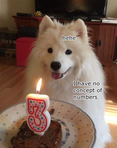 Birthday Doggo 9gag