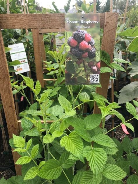 Raspberry Mysore Florida Nursery Mart