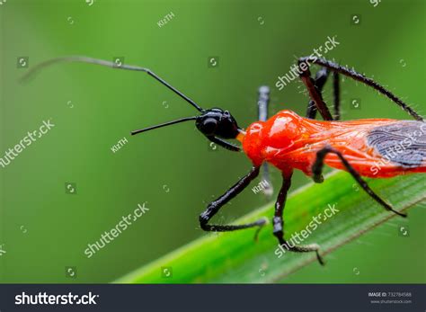 595 Assassin Bug Nymph Images, Stock Photos & Vectors | Shutterstock