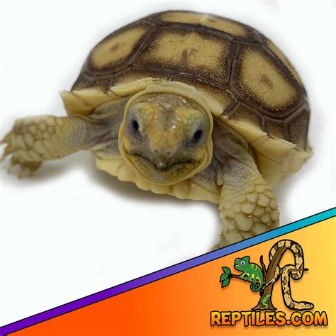 Sulcata Tortoise For Sale Near Me Baby Sulcata Tortoises For Sale