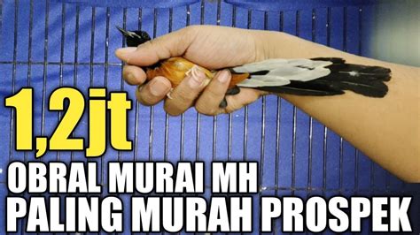 OBRAL HARGA MURAI MH EKOR PANJANG 1 3JT KHUSUS SABTU MINGGU KIOS KUDA