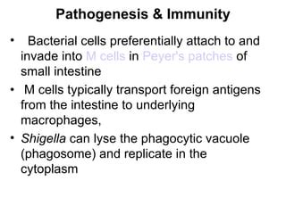 Shigella | PPT