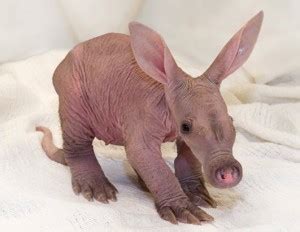 Baby Aardvarks: Strange and Cute at the Same Time | Baby Animal Zoo