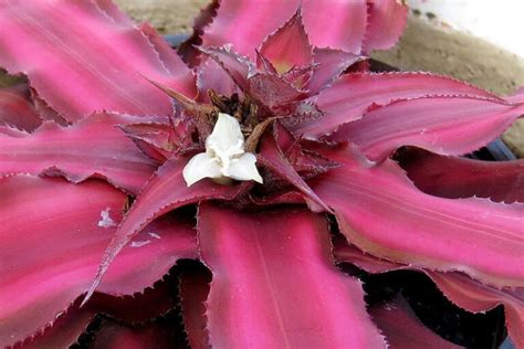 Earth Star Plant Cryptanthus Bivittatus Care Guidelines