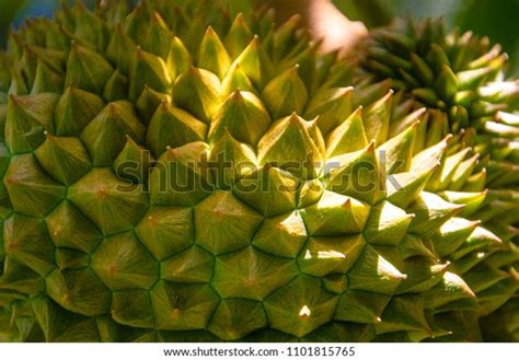 Shell Thorn Texture Surface Durian Fruit Stock Photo