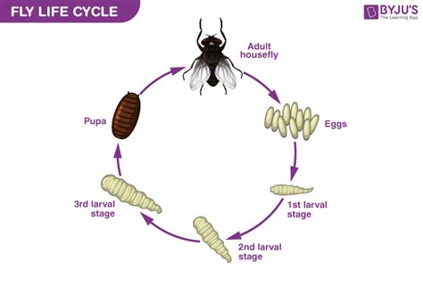 Drosophila Life Cycle Stages Shirley Lackey