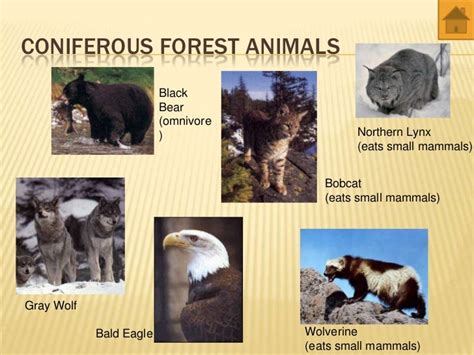 world biomes - animals and plants