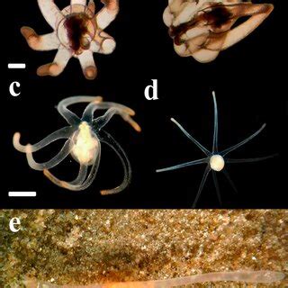 Behavior Of The Larvae And Adult Specimens From Rio Grande Brazil A