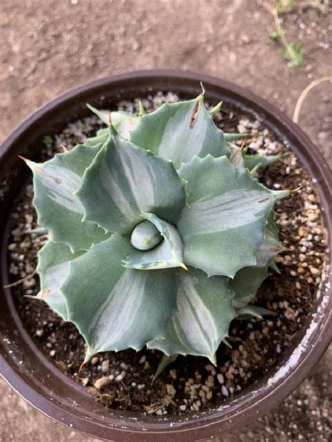 Agave Tropicana Agave Potatorum Cv Ouhi Raijinx India Gardening Store