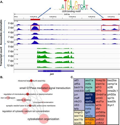 Jun Is A Potential Regulatory Target Of Regeneration Associated Download Scientific Diagram