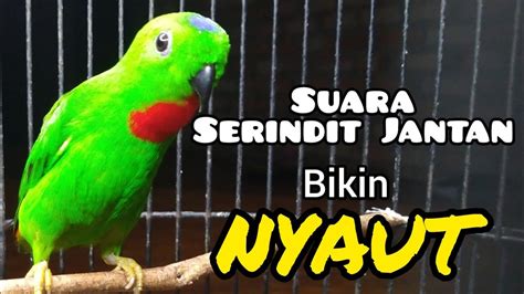 Pancingan Serindit Jantan Memanggil Serindit Betina Langsung Nyaut