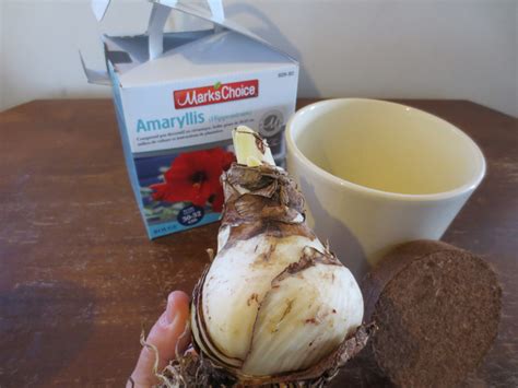 Amaryllis No Naked Lady Markcullen