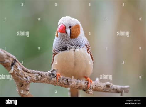 Portrait Of A Zebra Finch Taeniopygia Guttata Perching On A Branch