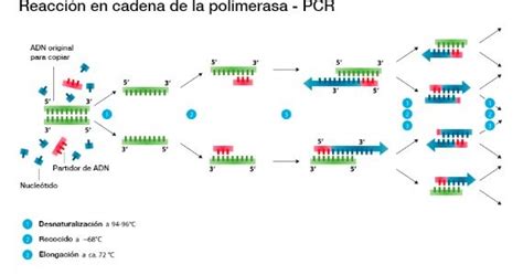 FUNDAMENTOS DE LA PCR