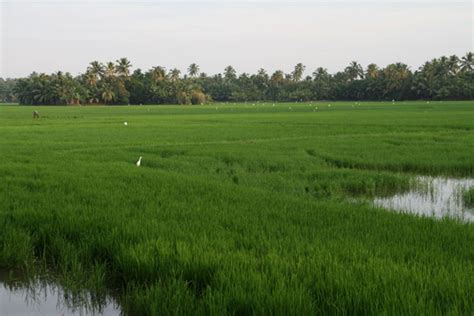 List of Kharif Crops India | General Knowledge Quiz Blog